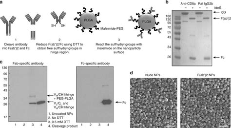 Optimization Of F Ab’ 2 Conjugation To Polymeric Nanoparticles A Download Scientific Diagram