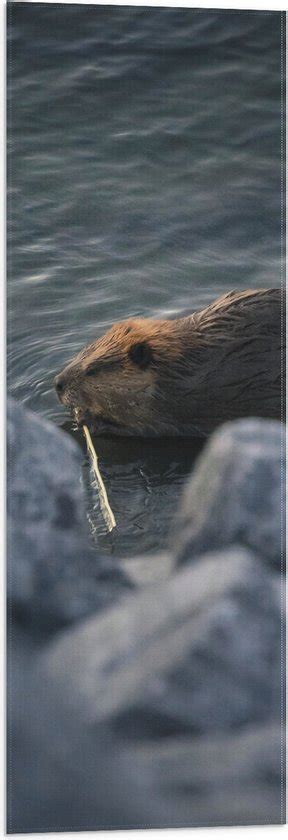 Wallclassics Vlag Otter Bij Stenen Aan Het Water X Cm Foto Op