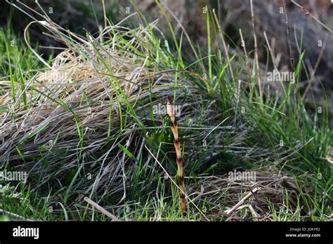 fern  grass stock photo alamy