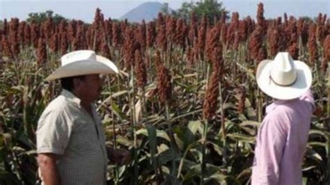 Adeudan M S De Mil Millones A Campesinos En Tamaulipas La Silla Rota