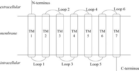 Schematic diagram of a GPCR. | Download Scientific Diagram