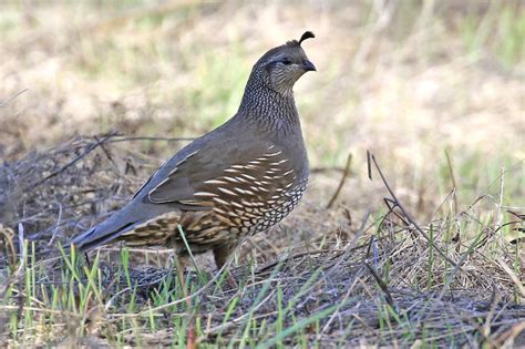 California Quail (Female) - FeederWatch