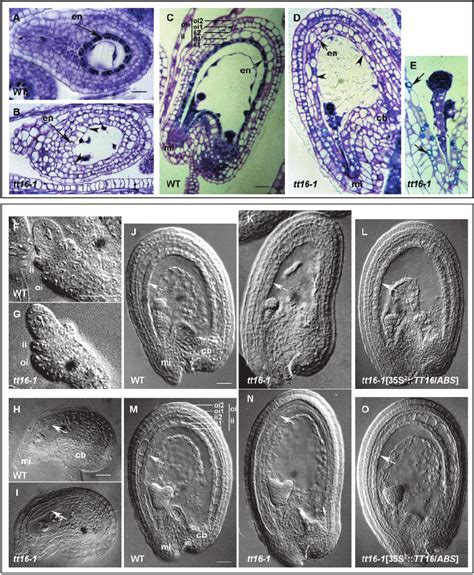 Structure of the Seed Coat. | Download Scientific Diagram