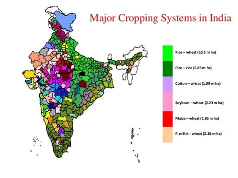 Rice Based Cropping System