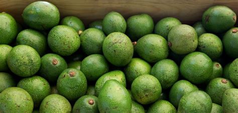 Arrancan Trabajos Para Exportar Este A O Aguacate De Jalisco A Estados