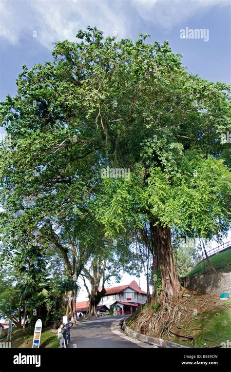 Malacca tree hi-res stock photography and images - Alamy