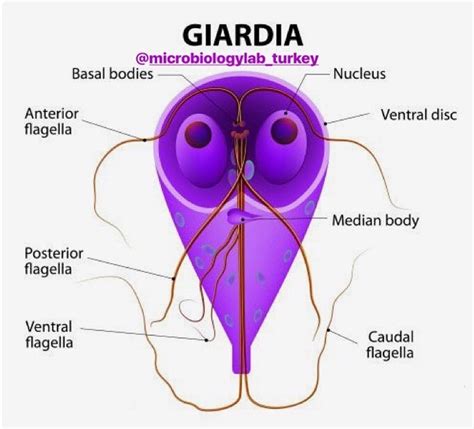 Giardia Lamblia Giardia Intestinalis Giyardiyaz Microbiology Laboratory Turkey