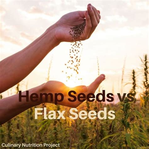 Hemp Seeds Vs Flax Seeds The Most Comprehensive Review