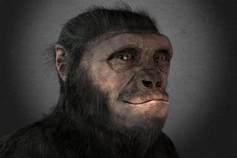 The Evolution Orrorin Tugenensis Humans