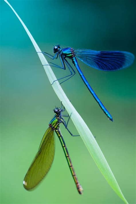 Download Blue Dragonfly 599 X 900 Wallpaper Wallpaper | Wallpapers.com