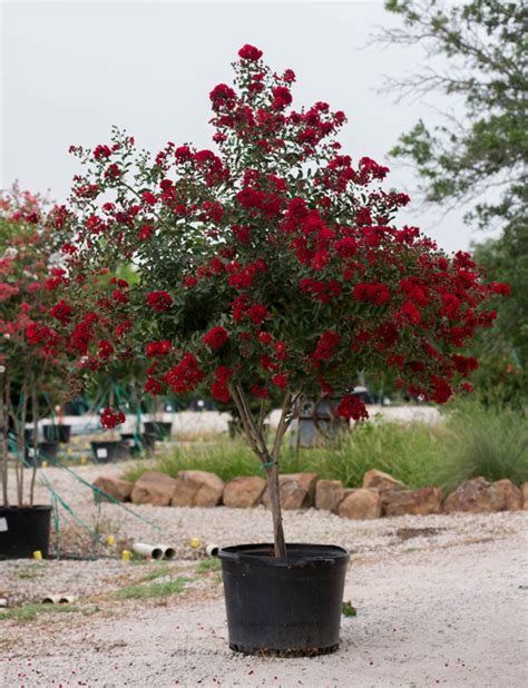 Dynamite Crape Myrtle - Dallas, Texas - Treeland Nursery