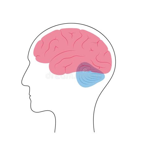 Estructura Cerebral Y Secciones Del Cerebro Humano Y Esquema De La