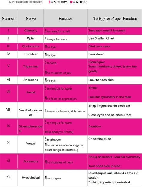 12 Pairs Of Cranial Nerves Nerve Function Test S For Proper Function Nursing School