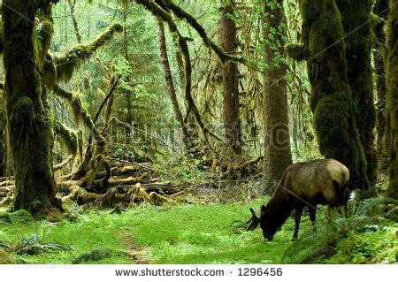 Roosevelt Elk In Olympic National Park Washington Rainforest Habitat