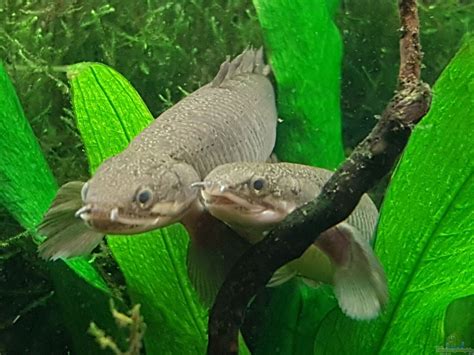 Polypterus Senegalus Senegal Fl Sselhecht Alle Infos