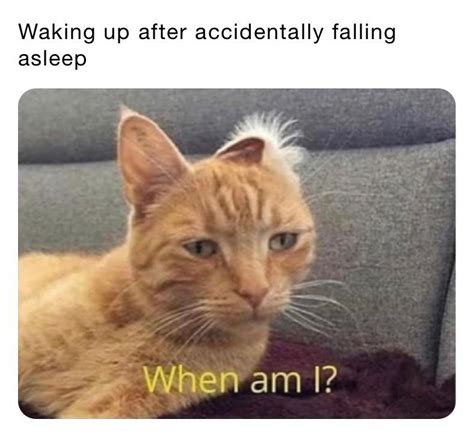 Waking Up From A Nap Cats Know Your Meme