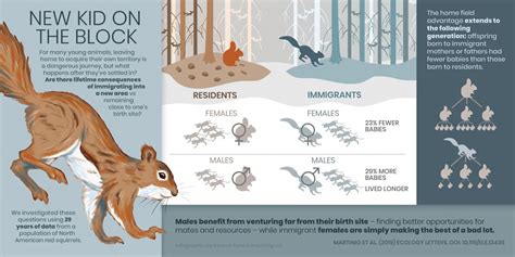 How To Tell Male From Female Squirrel