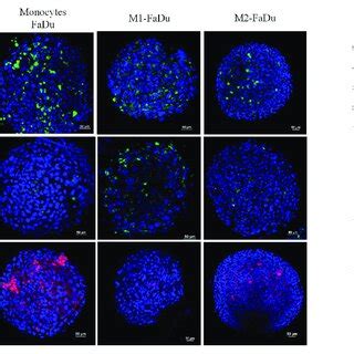 Effect Of Cancer Cells On Monocyte Polarization A Evaluation Of The