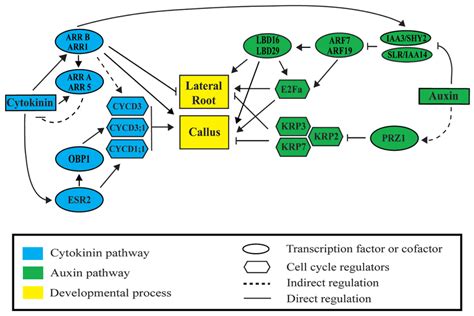 Auxin And Cytokinin Signaling Modules Regulate Lateral Root And Callus