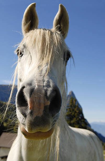 Ugly Horse Stock Photos Pictures And Royalty Free Images Istock