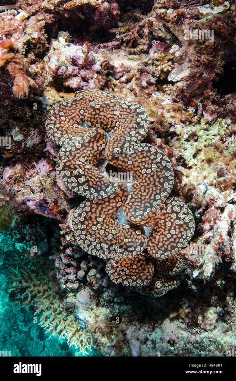 Crocea Clam Tridacna Crocea Showing Mantle Fiji Stock Photo Alamy