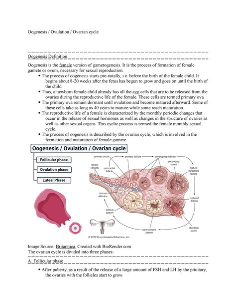 Oogenesis Ovulation Ovarian Cycle Oogenesis Ovulation Ovarian