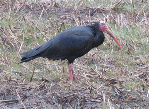 Northern Bald Ibis By Alan Johnston Birdguides