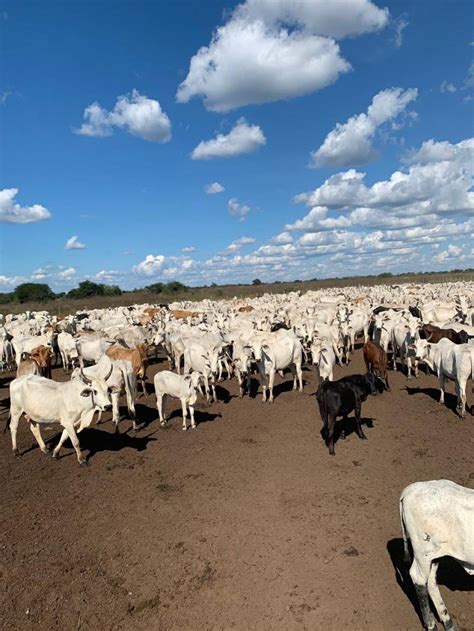 Fazenda Estruturada Achou Mudou An Ncio Gr Tis De Im Veis Casas E