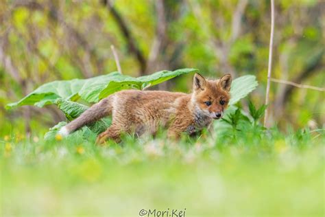 森keiコミミズクロス on Twitter 念願だった子狐を撮影することができました 猛烈にかわいいな 北海道 写真で感じる