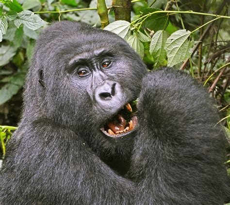 Days Rwanda Primate Tracking Safari Njia African Adventures