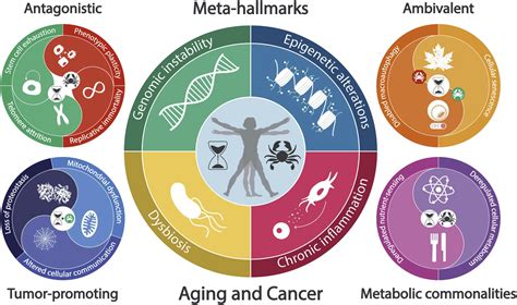 Meta Hallmarks Of Aging And Cancer Cell Metabolism