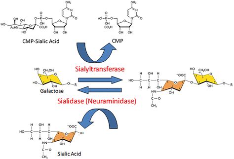 Frontiers Mammalian Neuraminidases In Immune Mediated Diseases