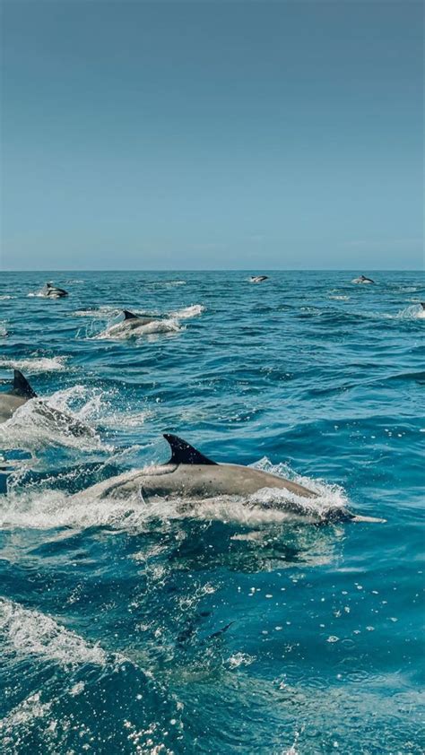 Summer Dolphin Wallpaper | Beach pictures, Sea life wallpaper, Ocean creatures