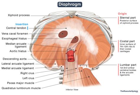 Diaphragm: Origin, Insertion, Openings, Function, Diagram