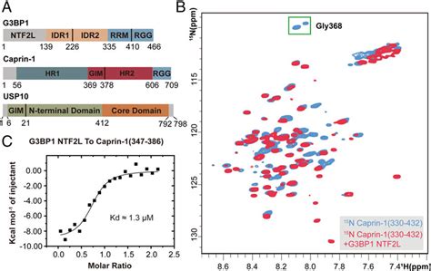 Gim Of Caprin 1 And Usp10 A Schematic Domain Structure Of G3bp1