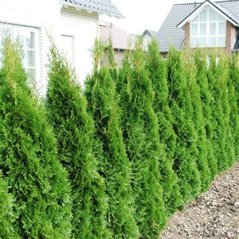 Thuja Occidentalis Smaragd Rasadnik