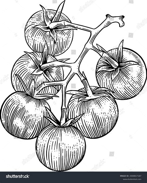 hand drawn cherry tomatoes sketch illustration stock vector royalty