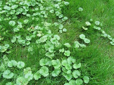 Know 10 Most Common Lawn Weeds to Protect Your Lawn