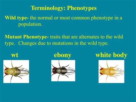 Common Fruit Fly Genetics