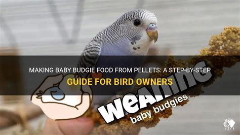 Making Baby Budgie Food From Pellets: A Step-By-Step Guide For Bird Owners | PetShun