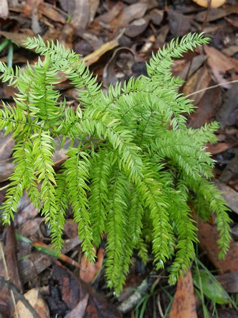 Climbing Asparagus In April By Kjell Knable Don T Have Good