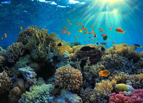 Climate Projections Outline The Stark Future For Coral Reefs