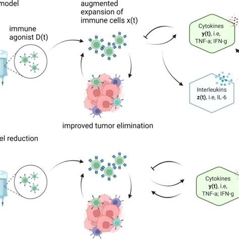 Schematic Representation Of Immune Cytokine Interactions Subject To