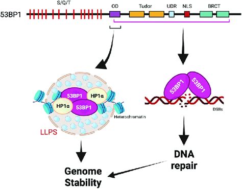53BP1 domains that are required for genome stability through ... 