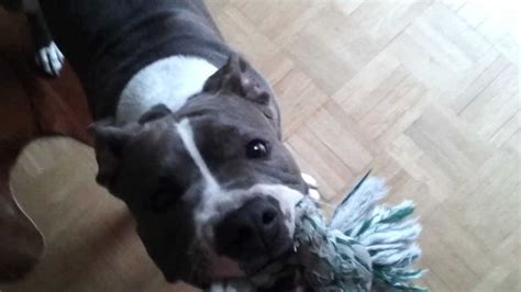 Blue Line Pit Bull Growls Playing Blue Nose Amstaff American