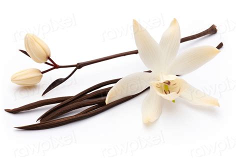 Vanilla Orchid Flower Flower Orchid Premium Photo Rawpixel