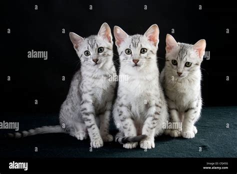 3 kittens playing Stock Photo - Alamy