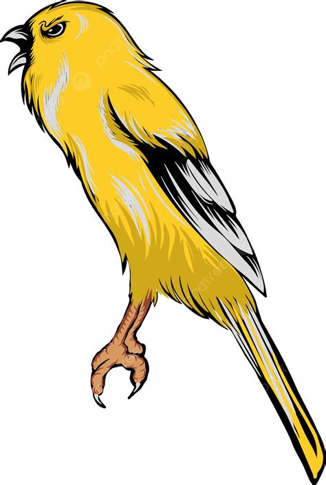 Canary Vector Canaries Walnut Bird Png And Vector With Transparent