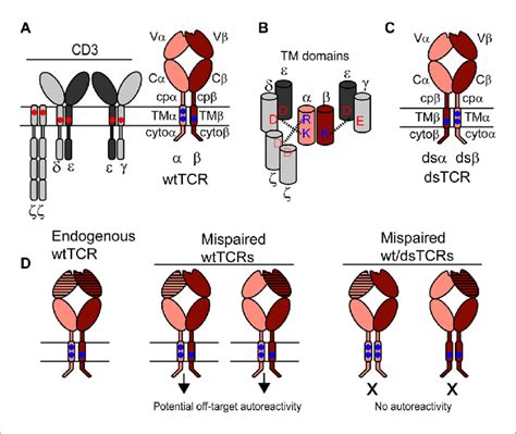 Schematic Outlining The Domain Swapped Tcr Strategy A The Tcrcd3