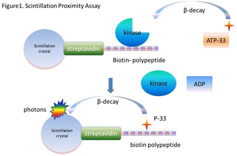 Assay Development For Protein Kinase Enzymes Assay Guidance Manual Ncbi Bookshelf